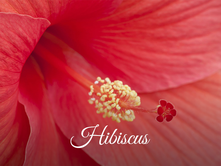 Hibiscus Products for Hair