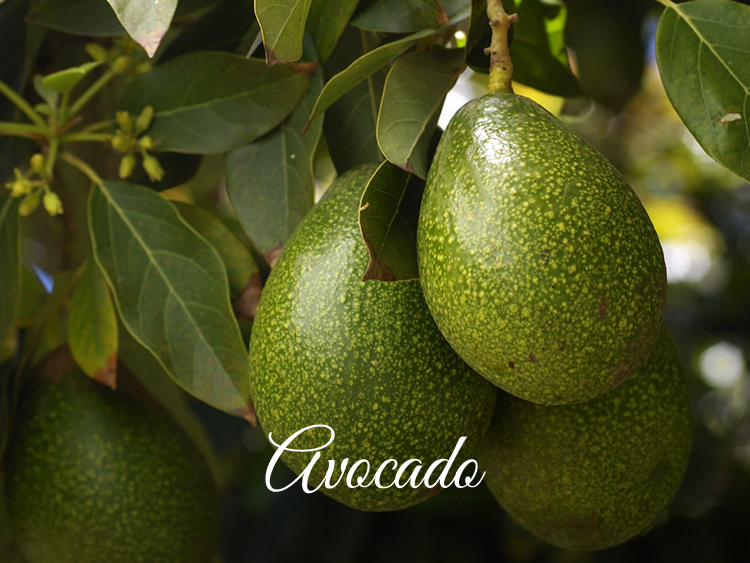 Avacado Products for Hair