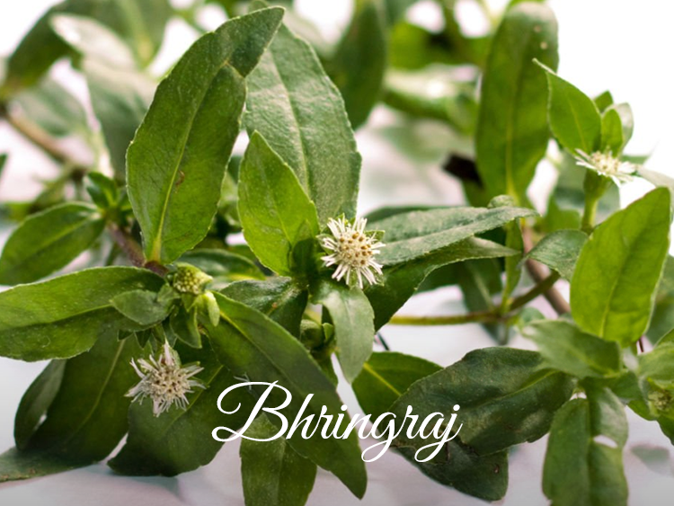 Bhringraj for Strengthens Your Hair for Faster Growth