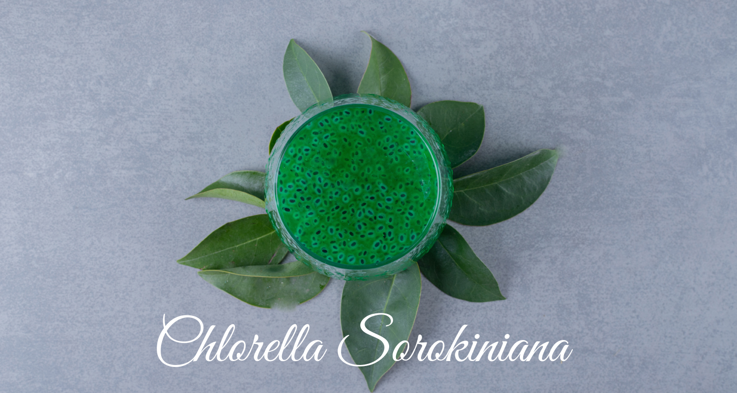 Chlorella Sorokiniana