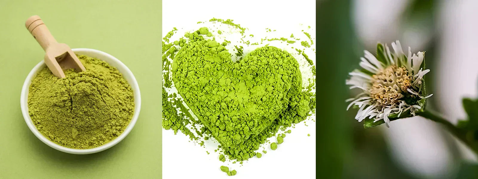 Bhringraj Oil: Ayurvedic Solution for Hair Fall and Growth