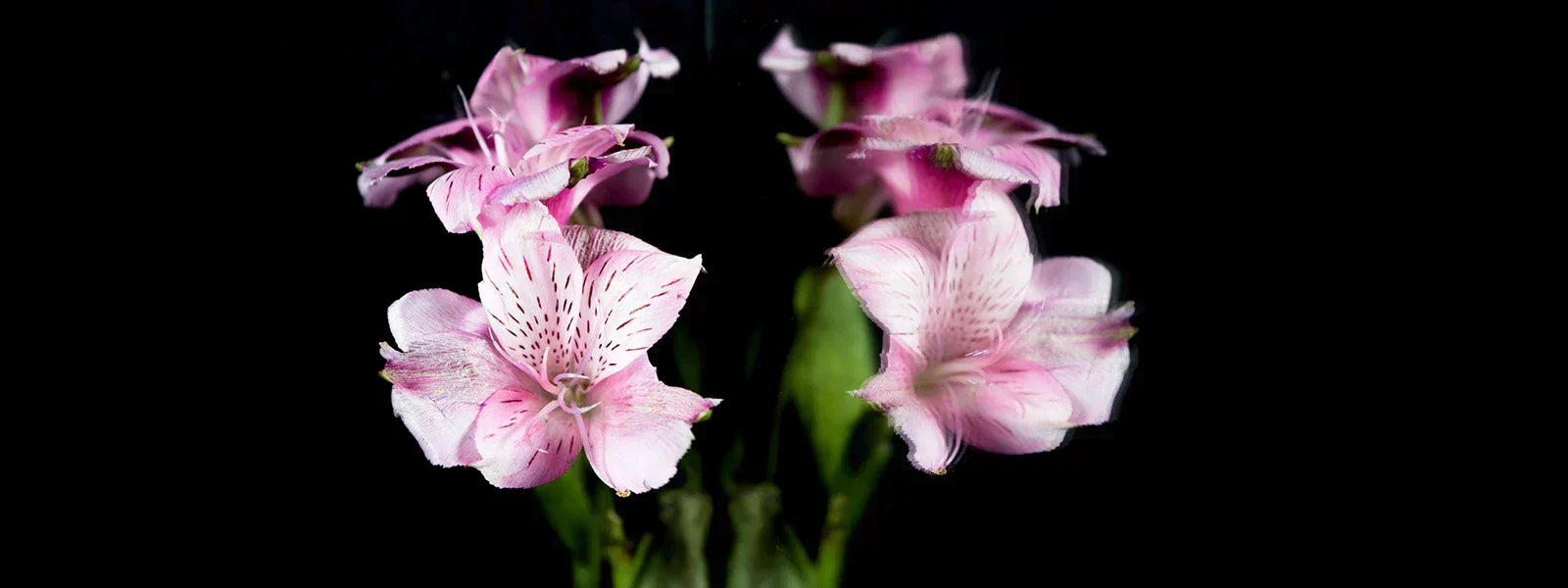 Trendy Perfumes for Girls in India: Suggesting Top Picks Rated 5-Star