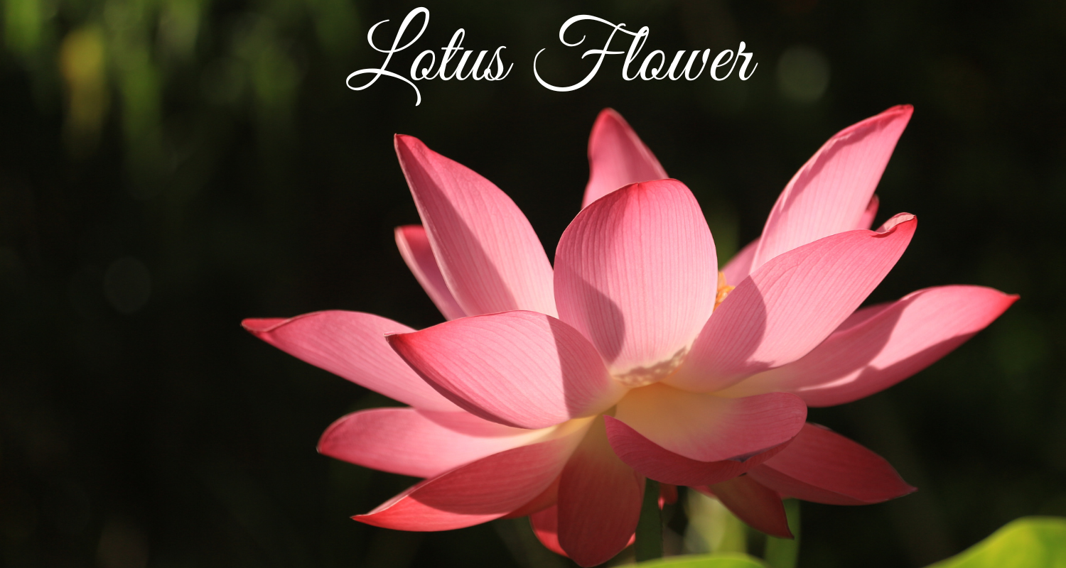 Lotus Flower