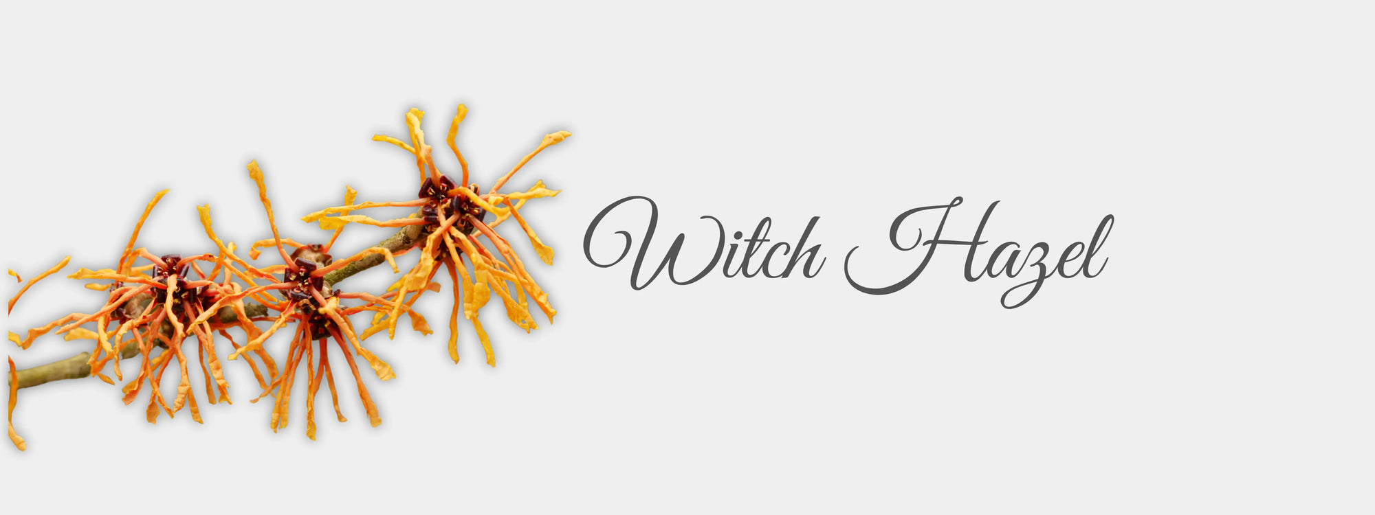 Witch Hazel