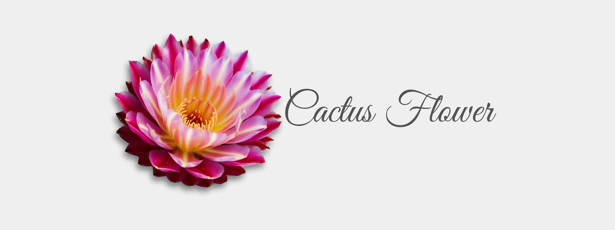 Cactus Flower_lapink