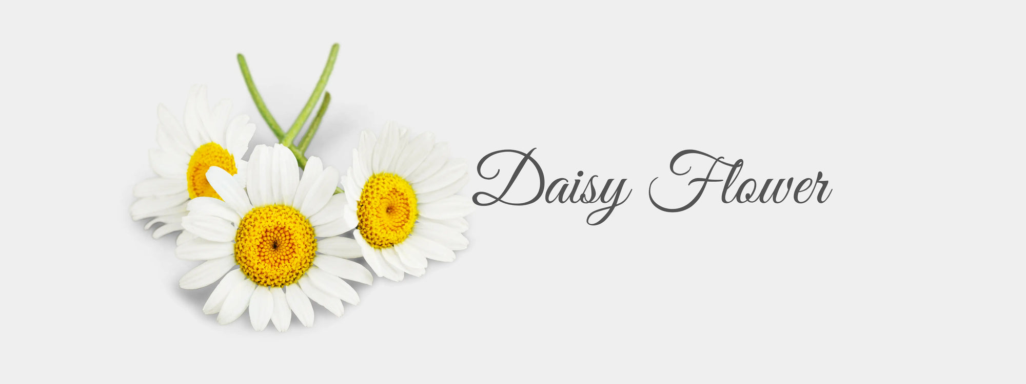 Daisy Flower