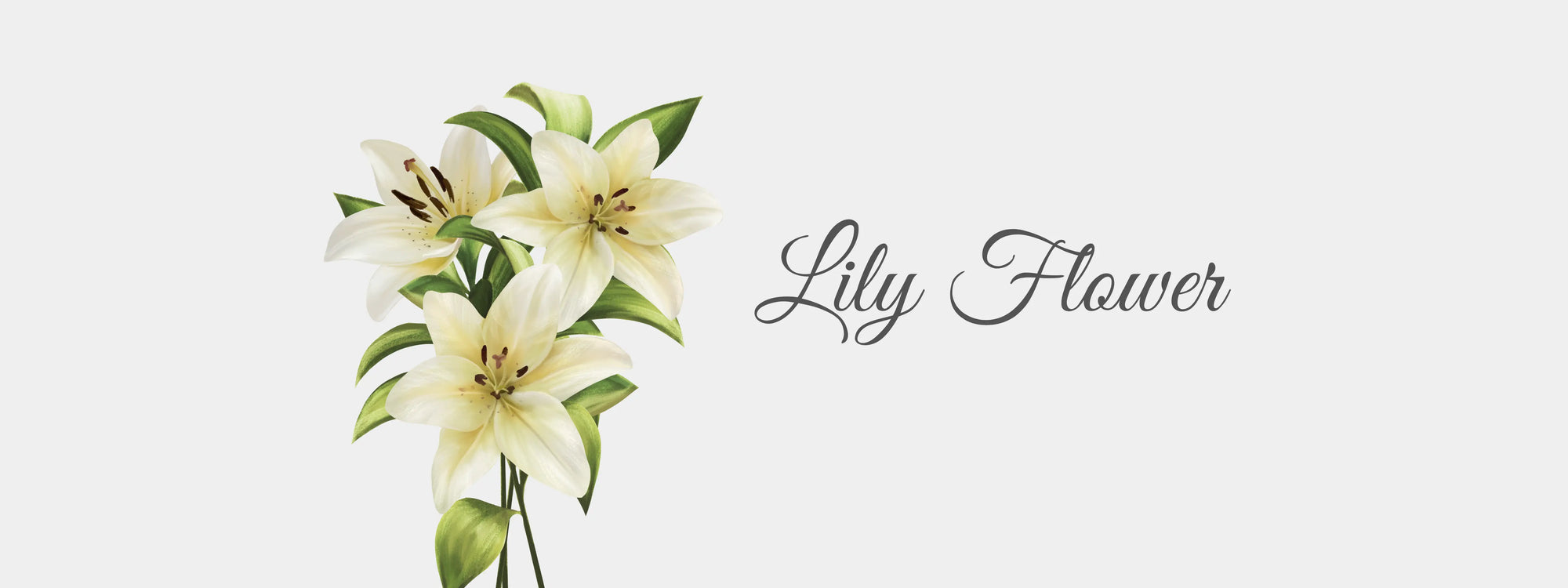 Lily flower