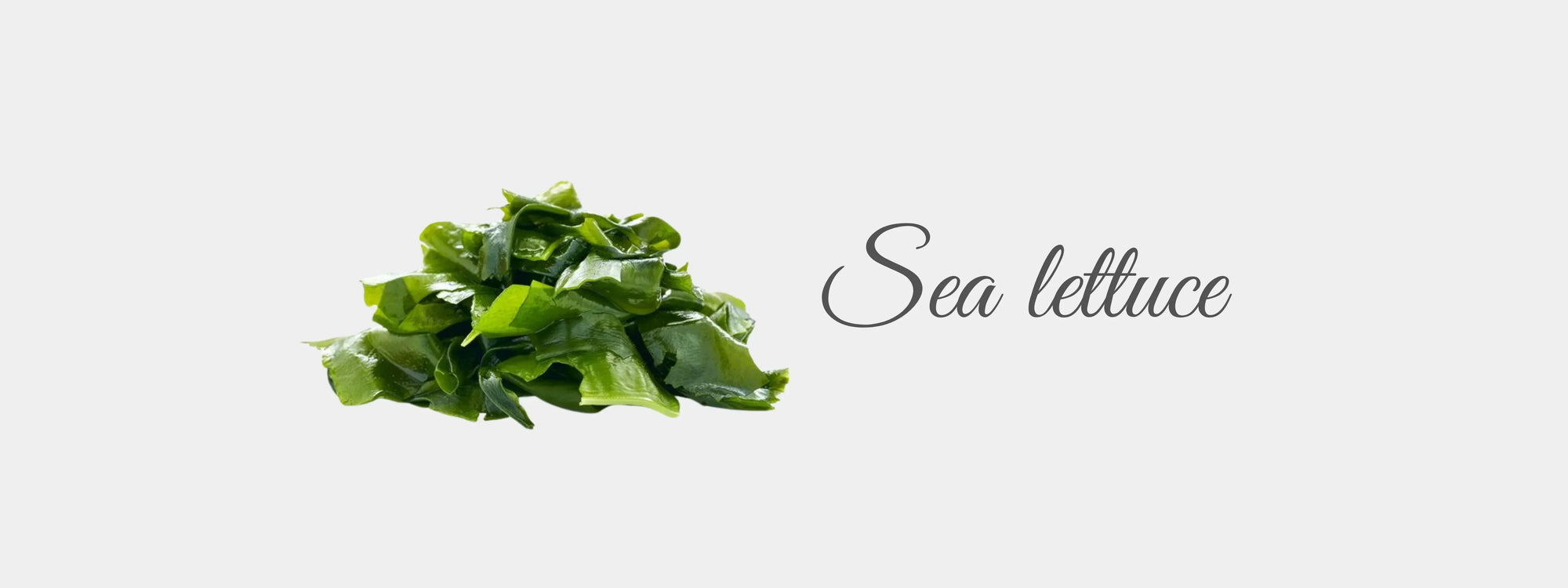 Sea Lettuce