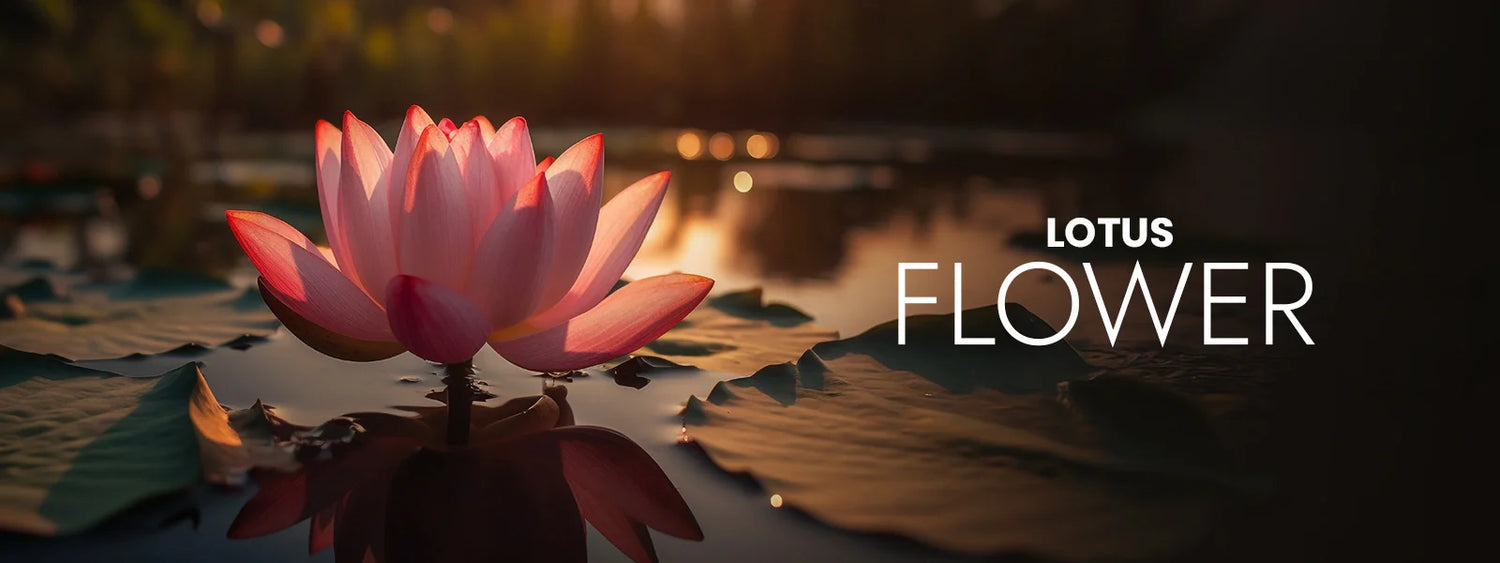 Lotus Flower