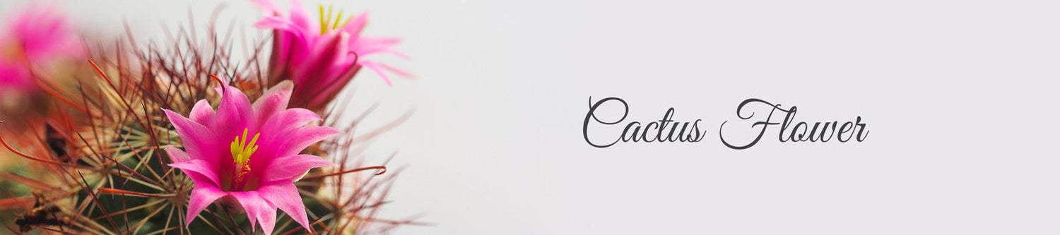 La Pink Cactus Flower Ingredient Collection - 100% Microplastic Free Products - La Pink