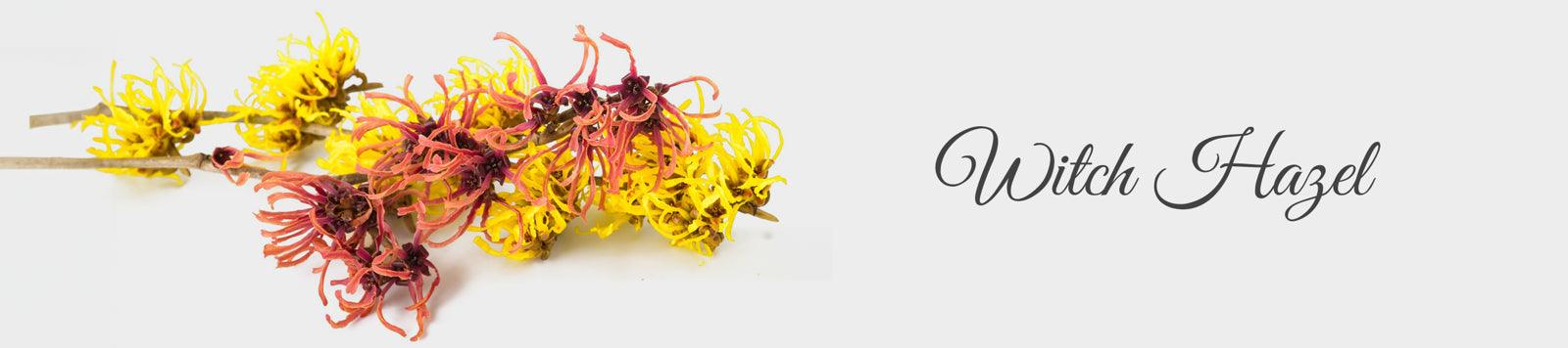 Best Witch Hazel Skin Care Products for Clear Skin - La Pink