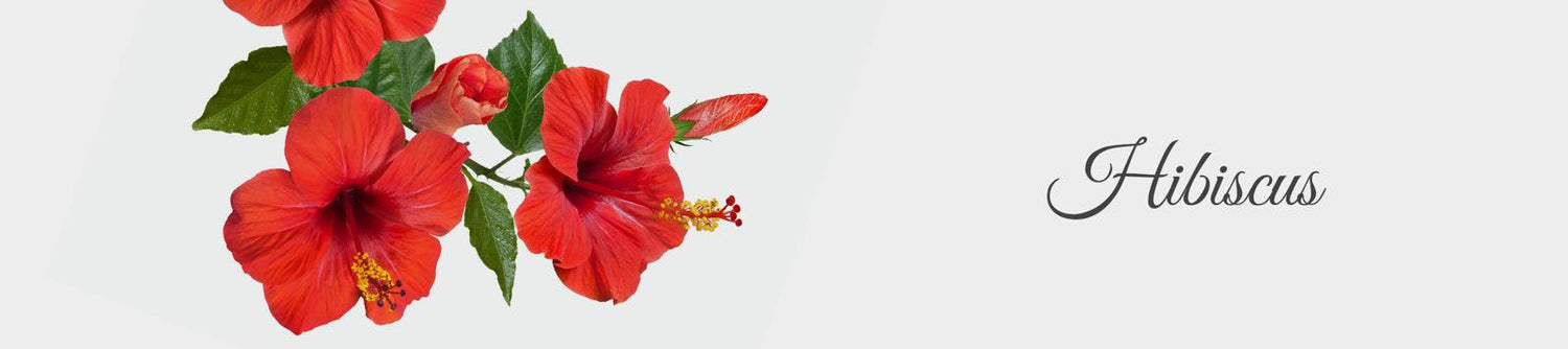 Hibiscus Products for Hair - La Pink