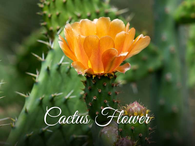 La Pink Cactus Flower Skincare Ingredient