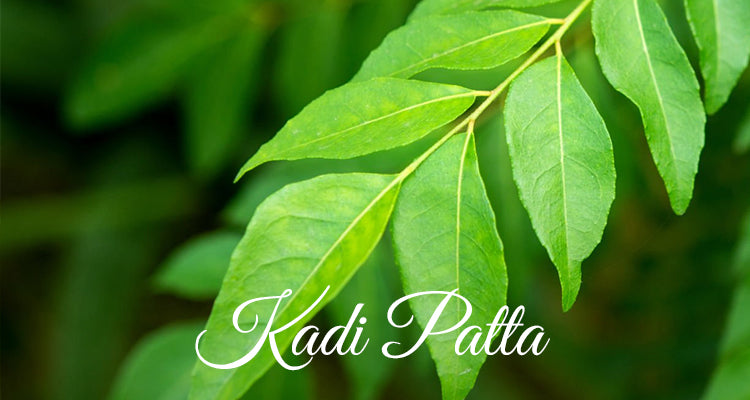 Kadi Patta-lapink