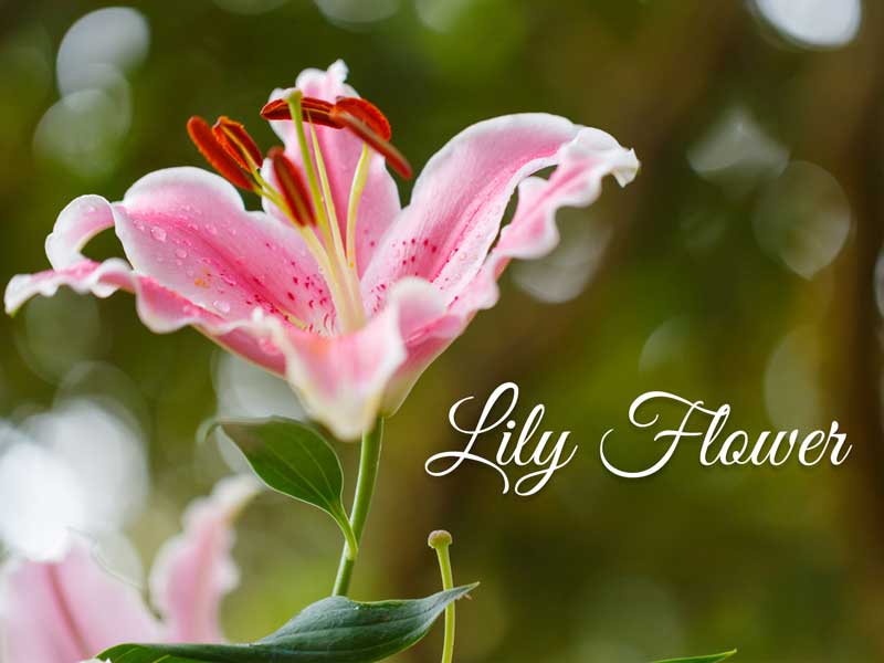 Lily Flower Ingredient - La Pink