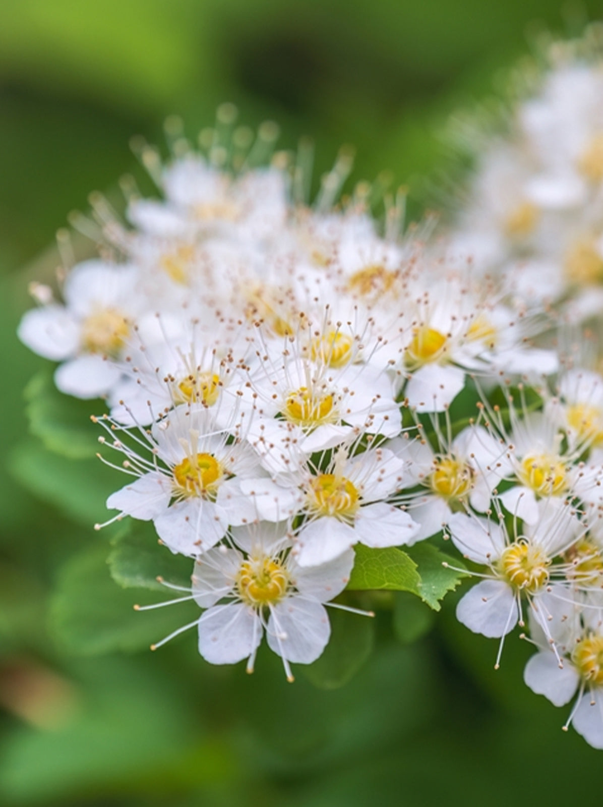 Meadowsweet-lapink