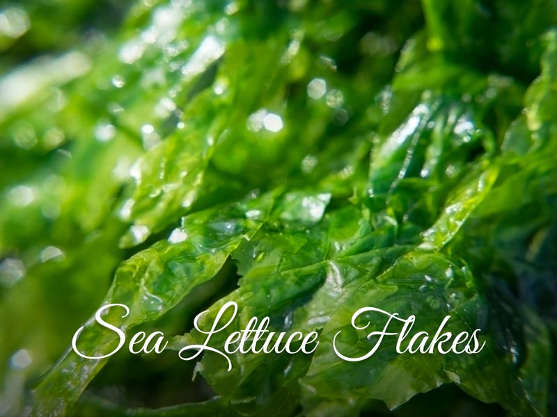 Sea Lettuce - Natural Ingredient